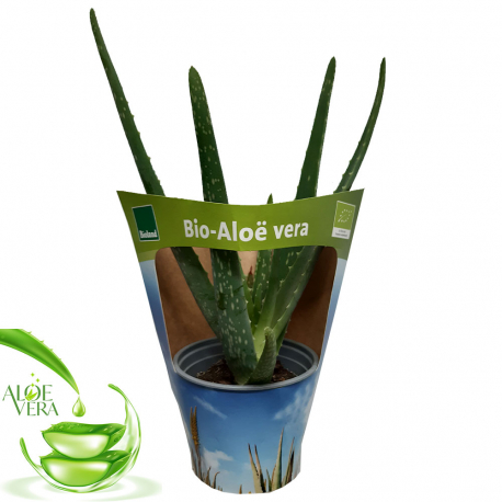 Aloe Vera - BIO-Qualität, aloe, vera, milderung, sowie