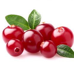 BIO Cranberry 'Red Star' 1l, Cranberry aus Österreich online
