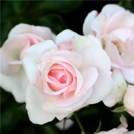 Beetrose 'Aspirin' C5, Weiße Beetrose, Sehr gesunde Rose