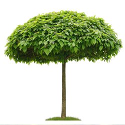 Kugel-Trompetenbaum 'Nana' - Hochstamm 10-12cm im 25l Co