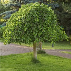 Maulbeerbaum 'Pendula' - Stamm 130cm, stadtklimaresistent und