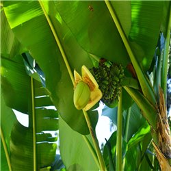 Banane - winterhärteste Sorte im 20 Liter Topf, Faserbanane