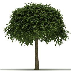 Kugel-Trompetenbaum 'Nana' Hochstamm Stammhöhe 150cm 8-10