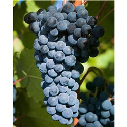 Weinreben - blau 'Nero' 60-80 im C4, Wein 'Nero' aus