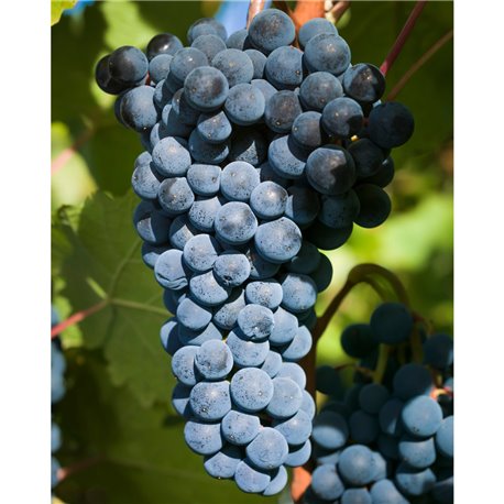 Weinreben - blau 'Nero' aufgebunden im Topf, Wein 'Nero' aus
