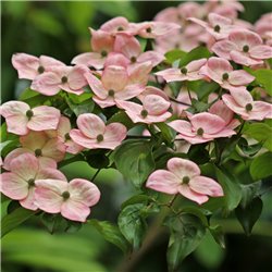 Blumen-Hartriegel 'Satomi' 80-100cm, Blumen-Hartriegel rosa