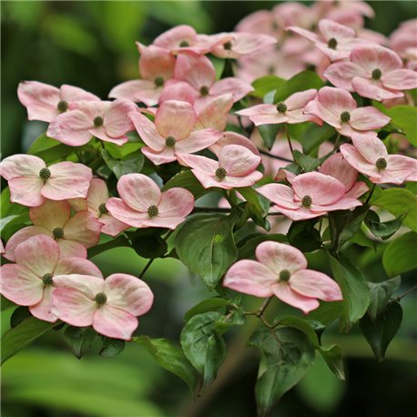 Blumen-Hartriegel 'Satomi' 80-100cm, Blumen-Hartriegel rosa