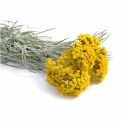 Currykraut- Helichrysum italicum im 0,5l Topf, Gewürz für