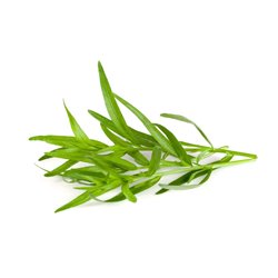 Französischer Estragon- Artemisia dracunculus var. sativa im 0,5l Topf
