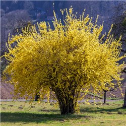 Forsythie 'Lynwood Gold' im C3, Strauch mit gelben Blüten