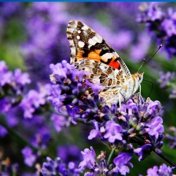 Lavendel 'Munstead' P 1, Aromatisches Laub, Duftende Blüte