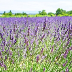 Lavendel 'Dwarf Blue' P 1, Aromatisches Laub, Duftende Blüte