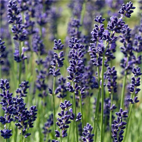 Lavendel 'Hidcote Blue' C3, Aromatisches Laub, Duftende Blüte