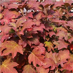 Eichenblatt-Hortensie im 3l, Tolle Herbstfärbung, Hortensie mit