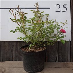 Bodendeckerrose  dunkelrosa 'Fairy' 30-40cm