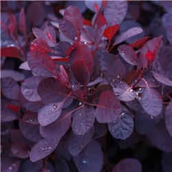 Roter Perückenstrauch 'Royal Purple' C3, Pflanzen mit rotem