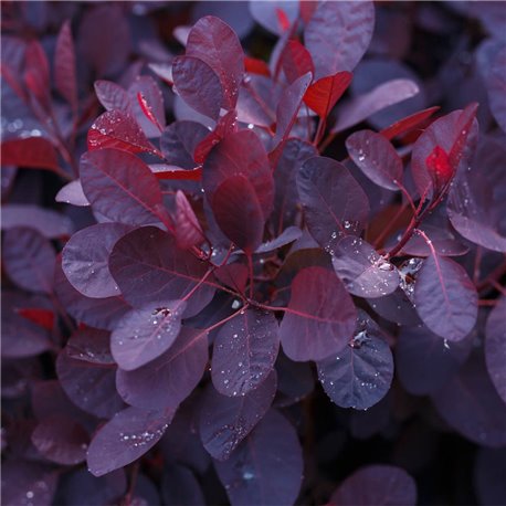 Roter Perückenstrauch 'Royal Purple' C3, Pflanzen mit rotem
