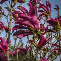 Magnolie purpurrot  'Susan' 125+cm