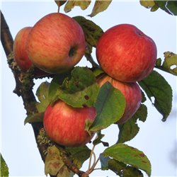 Apfel 'Rubinette' Halbstamm C10, Herbstapfel Rafzubin