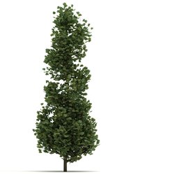 Säulen-Tulpenbaum 200-250cm Solitär Heister mit Ballen