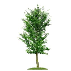 Fächerblattbaum | Ginkgo 150-175cm Solitär mit Ballen