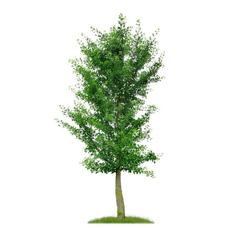 Fächerblattbaum | Ginkgo Hochstamm 8-10 mit Ballen, Ersatzbaum