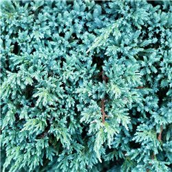 Zwerg-Wacholder 'Blue Carpet' 30-35cm