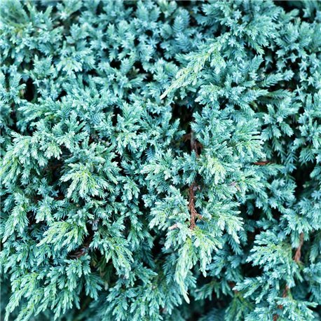 Zwerg-Wacholder 'Blue Carpet' 30-35cm, sehr, wächst, sich