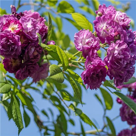 Ramblerrose 'Perennial Blue' C5, Rosen günstig online