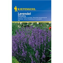 Lavendel, mehrjährig, lavendel, kiepenkerl, umfangreiches