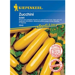 Zucchini Soleil, F1, zucchini, eine, oder, werden, sorte