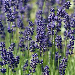 Lavendel 'Hidcote Blue' Kugel 25-30cm C4, Aromatisches Laub
