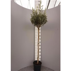 Olive 'Cipressino' Stammhöhe 100cm C7,5