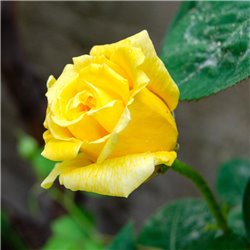 Edelrose 'Landora' gelb, duftend, landora rose kaufen, duftrose