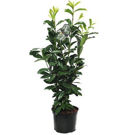 Kirschlorbeer Genolia 60-80cm im 3l Topf, pflanzen, genolia