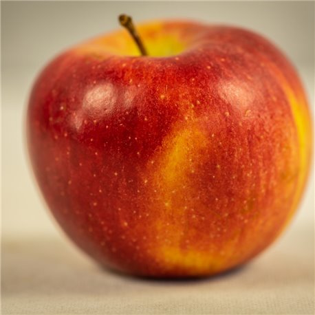 Apfel 'Braeburn' Halbstamm C10, Obstbaum Halbstamm online