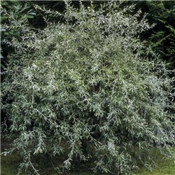 Weidenblättrige Birne 'Pendula' -  Hochstamm|Stammumfang  8-10cm im Co