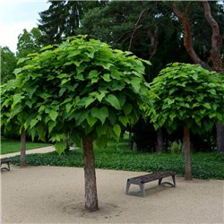 Kugel-Trompetenbaum 'Nana' - Stamm 150cm/8-10