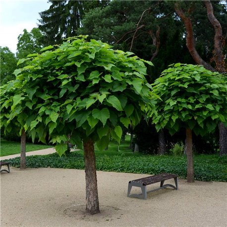 Kugel-Trompetenbaum 'Nana' - Stamm 150cm/8-10, Hochstamm mit