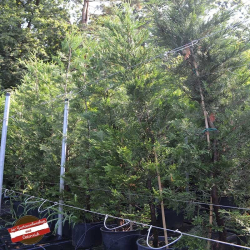 Riesenzypresse 175-200cm C18, Windschutz, Zypresse Hecke