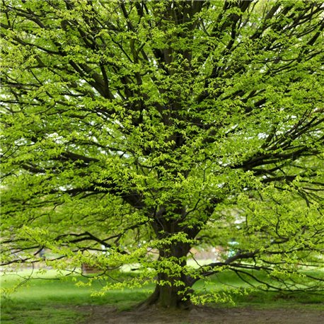 Hainbuche Hochstamm | 8-10cm Stammumfang am Ballen, Ersatzbaum