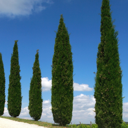 Echte Säulenzypresse 250-300cm, schlanke Bäume, schmale Hecke