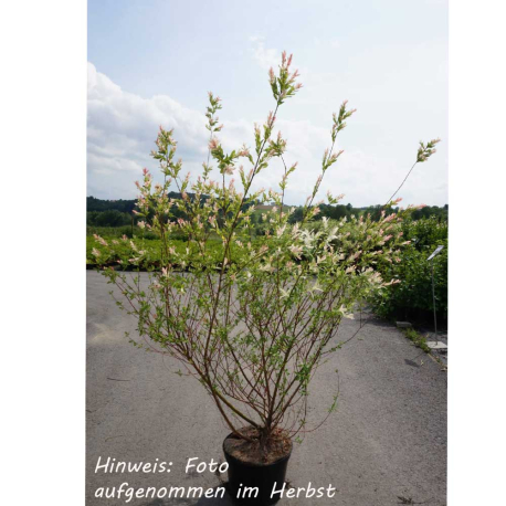 Harlekinweide 'Hakuro Nishiki' - Halbstamm 150 cm, Kübelpflanze