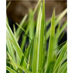 Japansegge - Carex morrowii 'Variegata' 5l, Carex kaufen