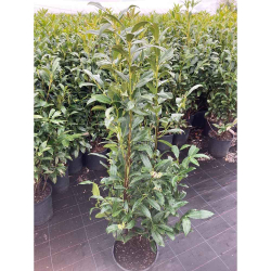 Kirschlorbeer Herbergii 125-150cm | B-WARE, pflanzen, eine