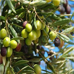 Olive 'Cipressino' 80-100cm