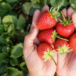 BIO Erdbeere 'Mara des Bois' 10cm, erdbeerpflanzen kaufen