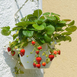 Erdbeere 'Ostara' 20-30cm Ampel