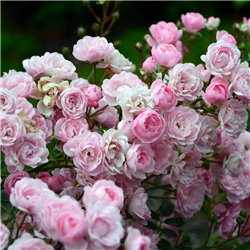 Bodendeckerrose rosa 'The Fairy' 30-40cm, weiß-rosa Rose