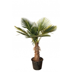 Hanfpalme Stammhöhe 80-100cm, frostharte Palme kaufen, Palme